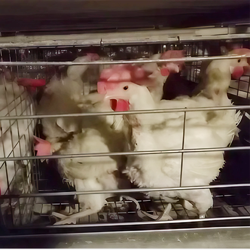 Case analysis of laying hen hair loss