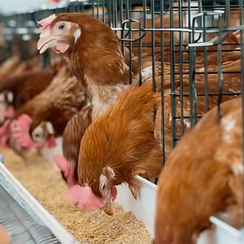 Things to note when laying hens start laying