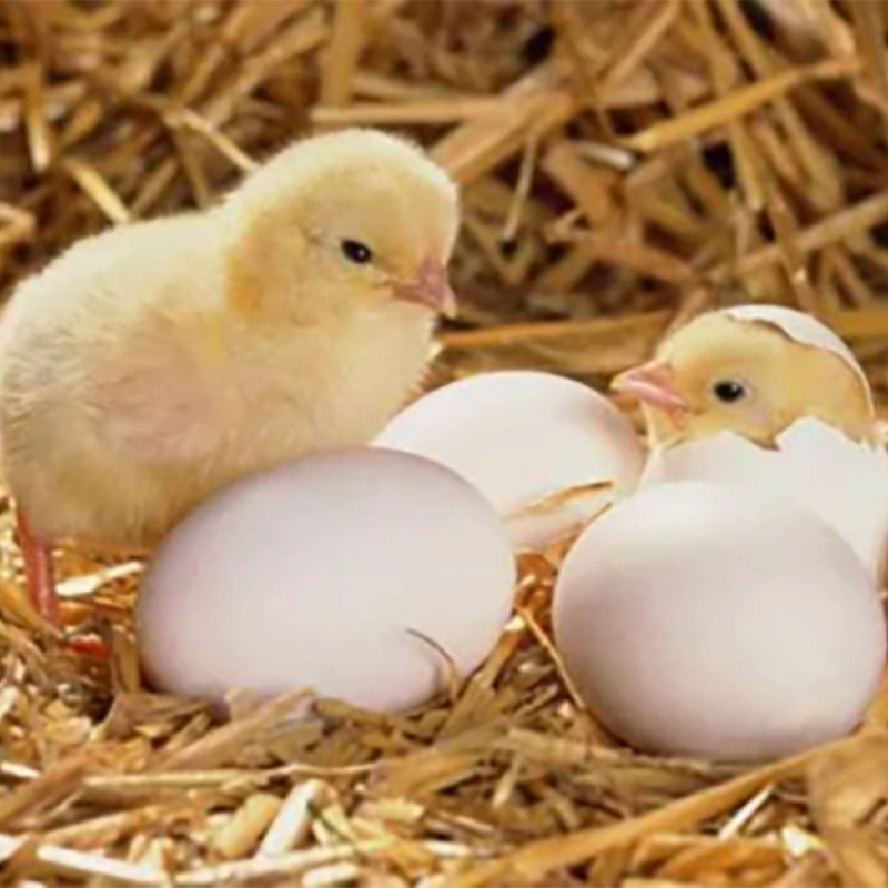 Strategies for tapping the potential of laying hens during their opening period