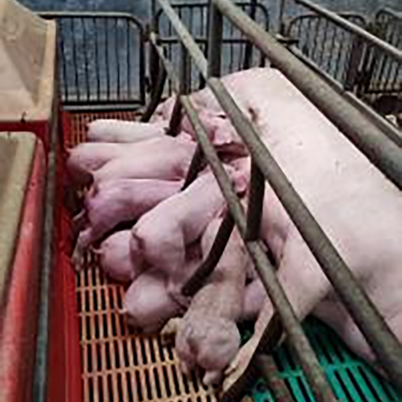 Feeding management of sows