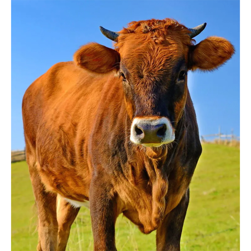 C202-0.2% Beef Cattle Compound Premix Feed is a premium choice for healthy beef cattle farming.