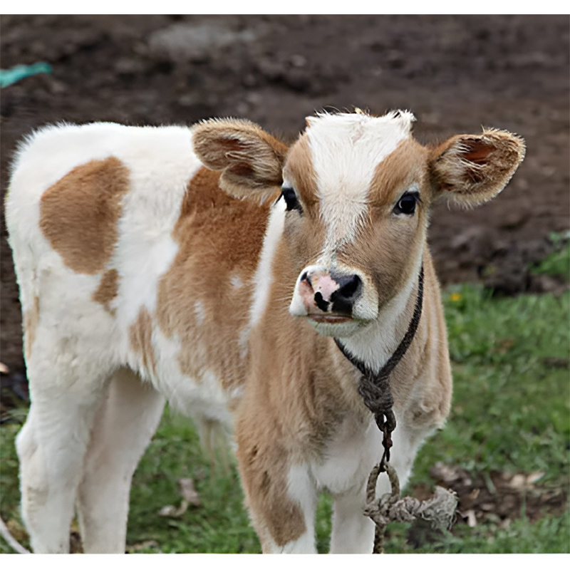 Beef cattle farming faces numerous challenges. What secrets to boosting efficiency do compound premix feeds hold?