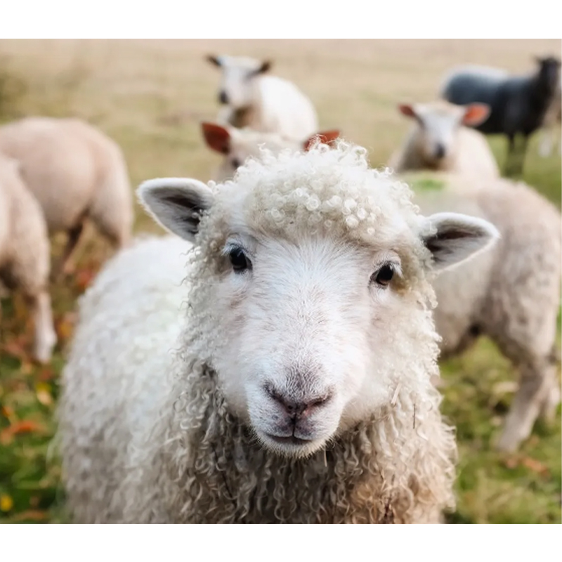 How does lamb compound premix feed enhance lamb disease resistance in cold-stress or high-density housing environments?
